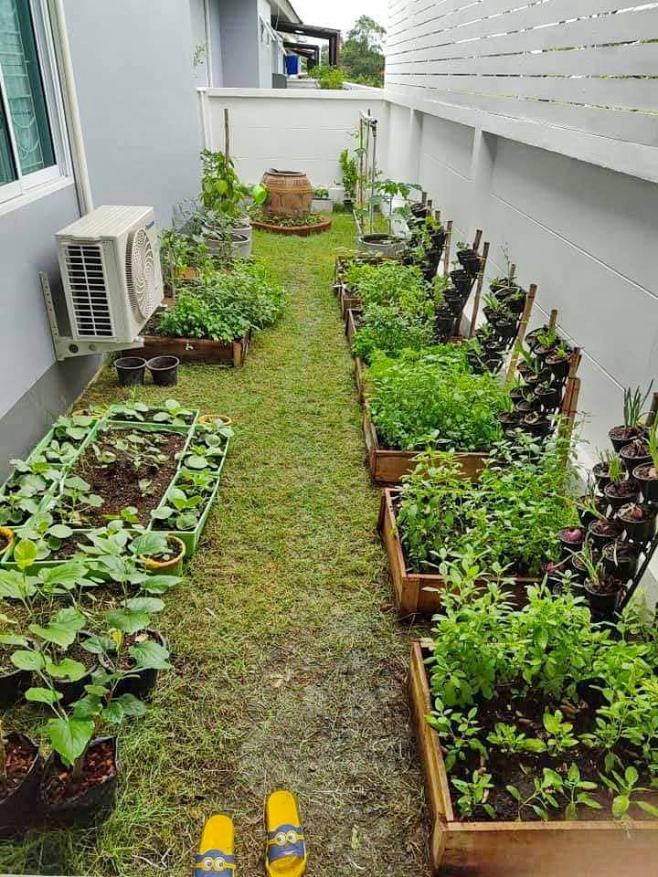 พืชผักสวนครัว